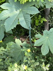 Ricinus communis