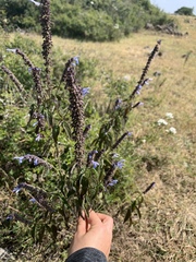 Salvia connivens