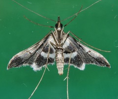 Euthrausta holophaea