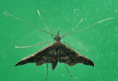 Euthrausta holophaea