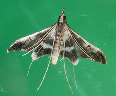 Euthrausta holophaea