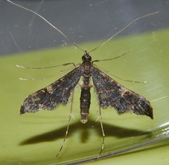 Euthrausta holophaea