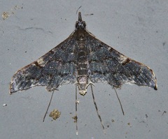 Euthrausta holophaea
