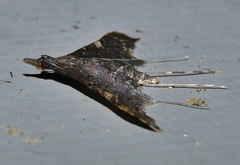 Euthrausta holophaea