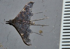 Euthrausta holophaea
