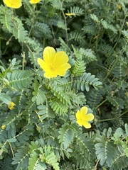 Tribulus
