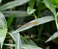 Ceriagrion auranticum