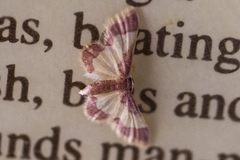 Idaea basinta
