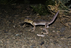Teratoscincus przewalskii
