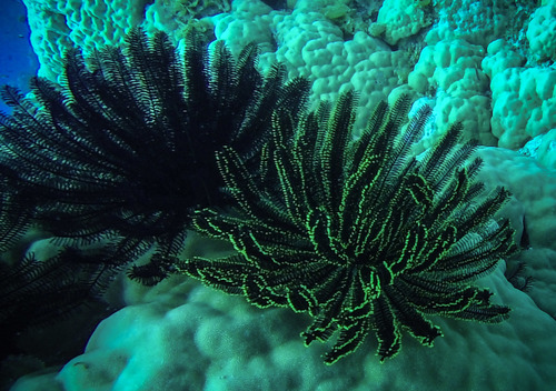Sea Fan Feather Star