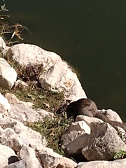 Otospermophilus variegatus