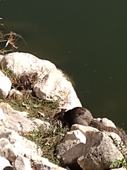 Otospermophilus variegatus