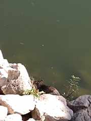 Otospermophilus variegatus