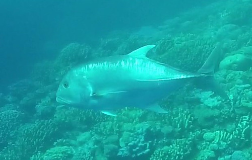 Giant Trevally