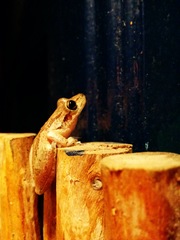 Scinax x-signatus