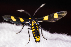 Phoenicoprocta hampsonii