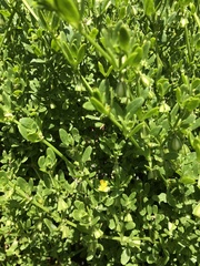 Roepera billardierei