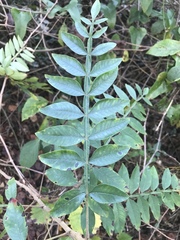 Rhus copallina image