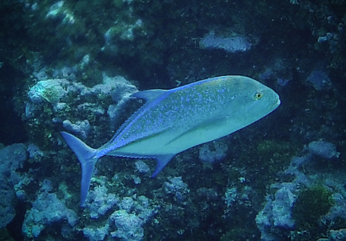 Bluefin Trevally