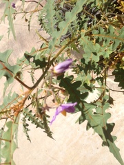 Solanum pyracanthos