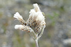 Antennaria pulcherrima