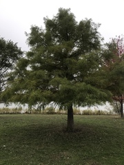 Taxodium distichum