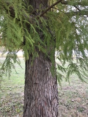 Taxodium distichum