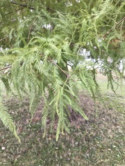 Taxodium distichum