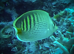 Chaetodon punctatofasciatus
