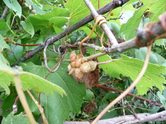 Ampelomyia vitiscoryloides