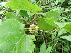 Ampelomyia vitiscoryloides