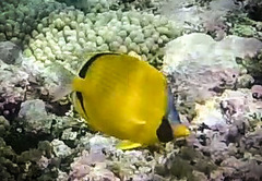 Chaetodon semeion