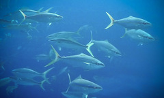 Elagatis bipinnulata