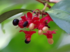 Brackenridgea australiana