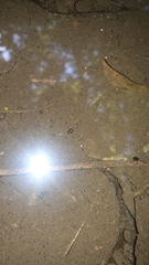 Laccophilus oscillator