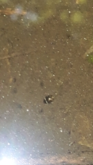 Laccophilus oscillator