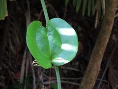 Smilax blumei