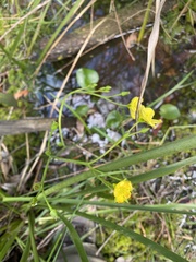 Ornduffia reniformis