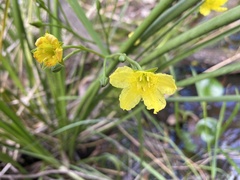 Ornduffia reniformis