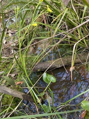 Ornduffia reniformis