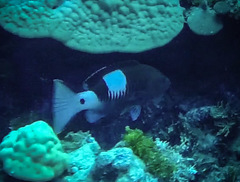 Gracila albomarginata