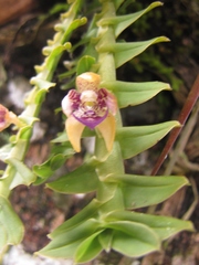 Dichaea muricatoides