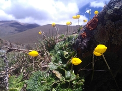 Calceolaria filicaulis