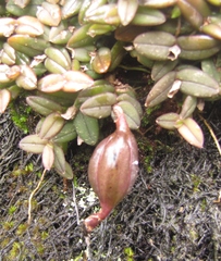 Epidendrum peperomia