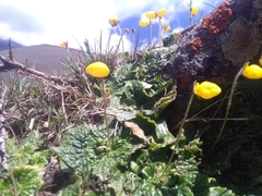 Calceolaria filicaulis