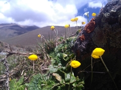Calceolaria filicaulis