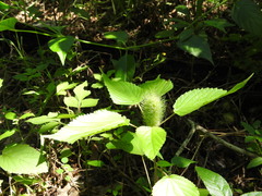 Acalypha alopecuroidea