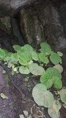 Begonia jaliscana
