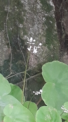 Begonia jaliscana