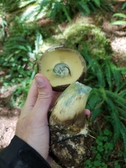 Caloboletus conifericola